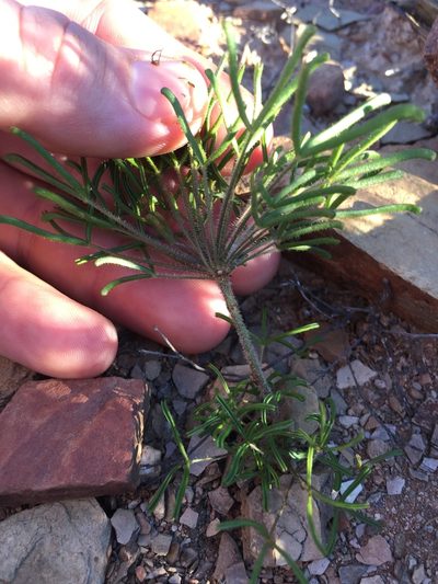 Oxalis deserticola, photographed by Brian du Preez