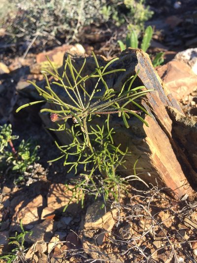Oxalis deserticola, photographed by Brian du Preez