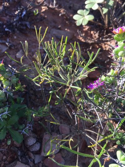 Oxalis deserticola, photographed by Brian du Preez