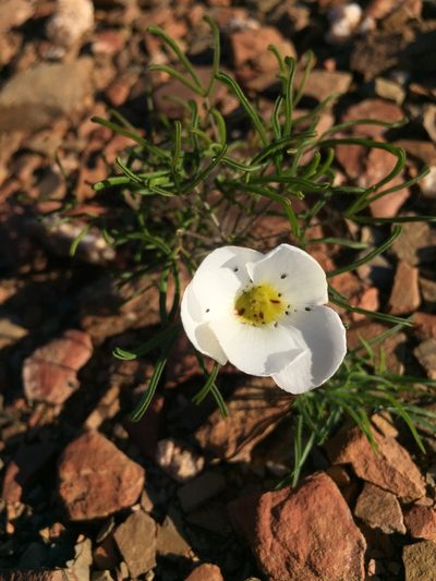 Oxalis deserticola, photographed by Brian du Preez