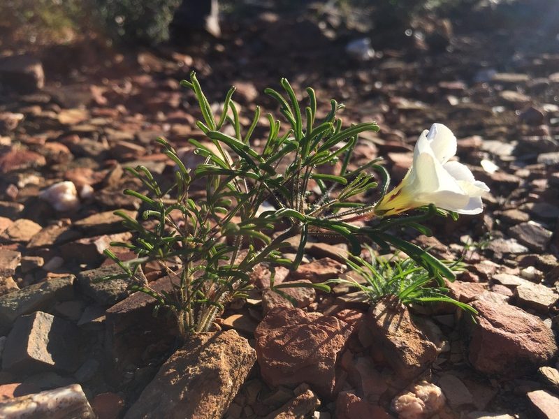 Oxalis deserticola, photographed by Brian du Preez