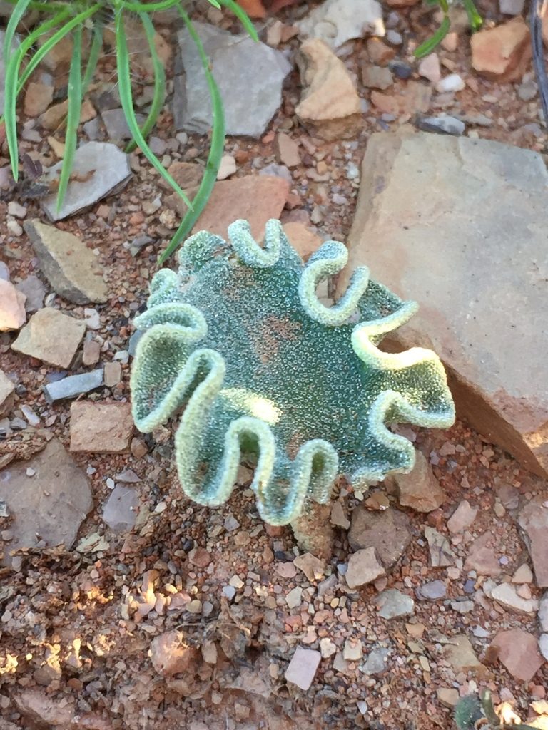 Eriospermum titanopsoides, photographed by Brian du Preez