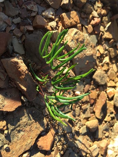 Oxalis ericifolia, photographed by Brian du Preez