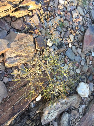Oxalis deserticola, photographed by Brian du Preez