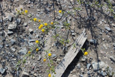 Vachellia vernicosa, photographed by Francisco Martínez González