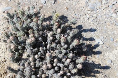 Grusonia bulbispina, photographed by Francisco Martínez González