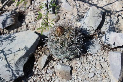 Coryphantha salinensis, photographed by Francisco Martínez González