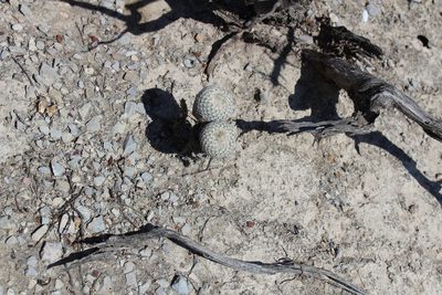 Epithelantha pachyrhiza, photographed by Francisco Martínez González