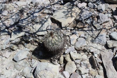 Coryphantha echinus, photographed by Francisco Martínez González