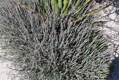 Euphorbia antisyphilitica, photographed by Francisco Martínez González