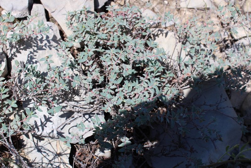 Euphorbia scopulorum, photographed by Francisco Martínez González