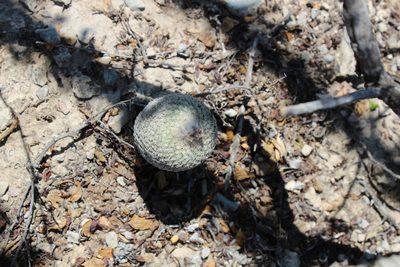 Epithelantha pachyrhiza, photographed by Francisco Martínez González