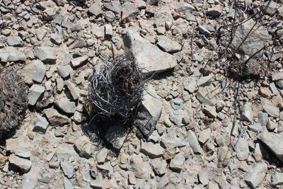 Astrophytum capricorne, photographed by Francisco Martínez González
