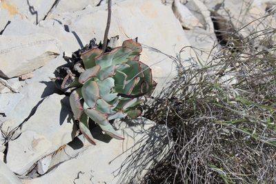 Echeveria strictiflora, photographed by Francisco Martínez González
