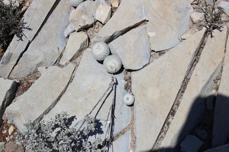 Epithelantha pachyrhiza, photographed by Francisco Martínez González