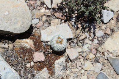 Epithelantha pachyrhiza, photographed by Francisco Martínez González