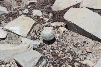 Epithelantha pachyrhiza, photographed by Francisco Martínez González