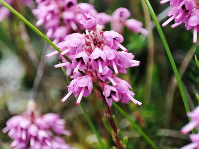 Erica spiculifolia, photographed by xulescu_g
