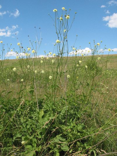 Cephalaria litvinovii, photographed by Татьяна Горбушина
