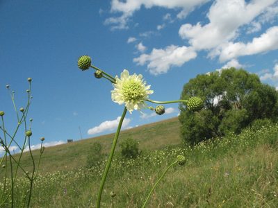 Cephalaria litvinovii, photographed by Татьяна Горбушина