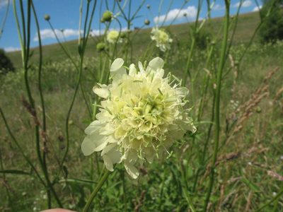 Cephalaria litvinovii, photographed by Татьяна Горбушина