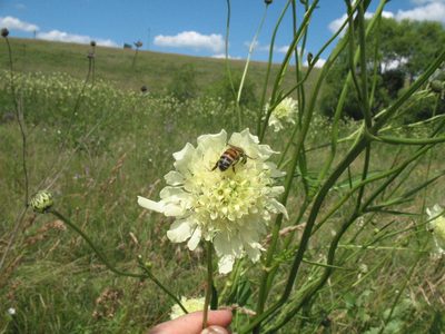 Cephalaria litvinovii, photographed by Татьяна Горбушина