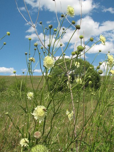 Cephalaria litvinovii, photographed by Татьяна Горбушина
