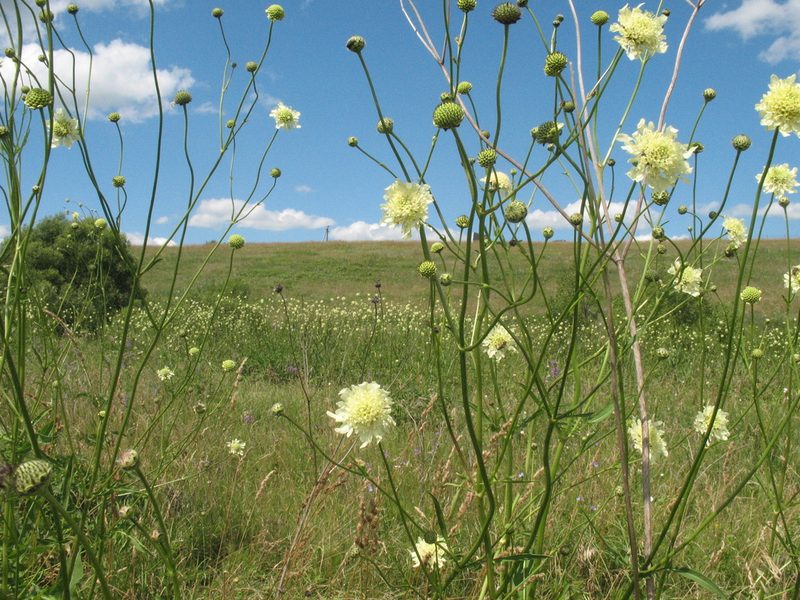 Cephalaria litvinovii, photographed by Татьяна Горбушина