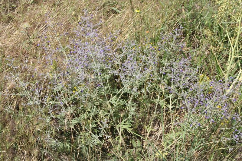 Teucrium orientale, photographed by Edmundas Greimas