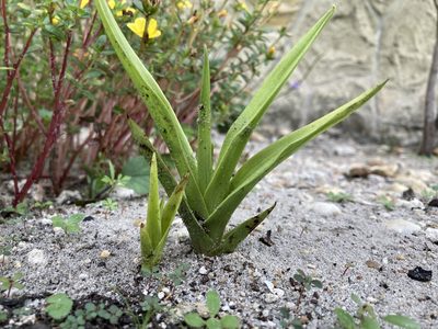 Eulophia graminea, photographed by Jade Fortnash