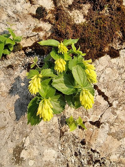 Paederota lutea, photographed by TadejM