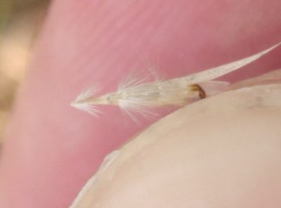 Rytidosperma racemosum, photographed by Joe Potter Butler