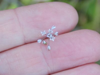 Thysanocarpus laciniatus, photographed by Millie Basden