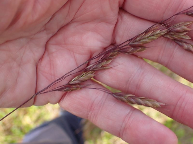 Bromus secalinus, photographed by Stephen James McWilliam
