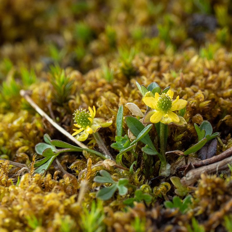 Ranunculus hyperboreus, photographed by Piotr Lukasik