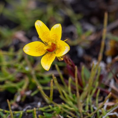 Saxifraga hirculus, photographed by Piotr Lukasik