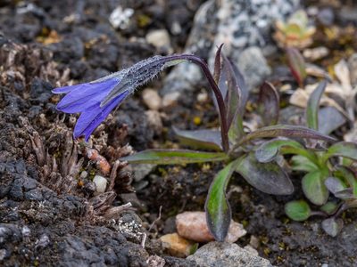 Campanula uniflora, photographed by Piotr Lukasik