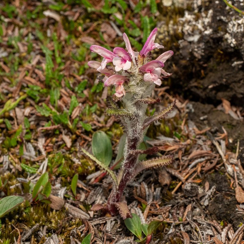 Pedicularis hirsuta, photographed by Piotr Lukasik
