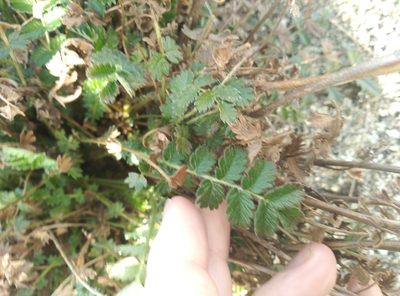 Acaena agnipila, photographed by Joe Potter Butler