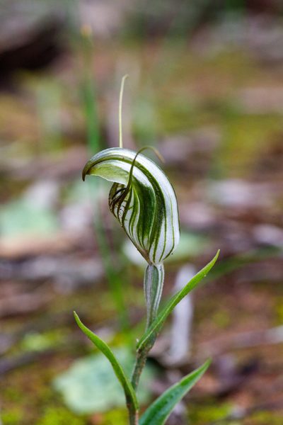 Pterostylis scabra, photographed by Cal Wood