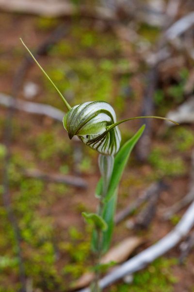 Pterostylis scabra, photographed by Cal Wood