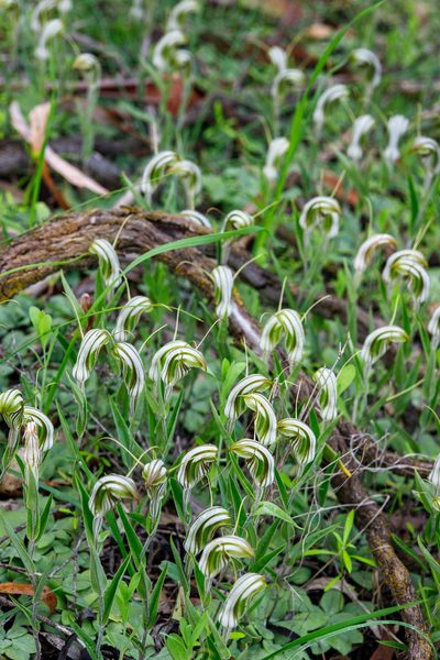Pterostylis scabra, photographed by Cal Wood