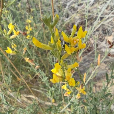 Anthyllis terniflora, photographed by Daniel Heras González