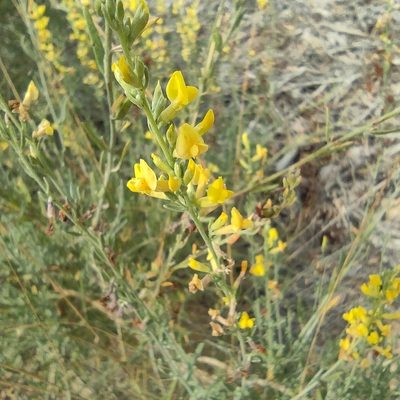 Anthyllis terniflora, photographed by Daniel Heras González