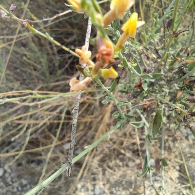Anthyllis terniflora, photographed by Daniel Heras González