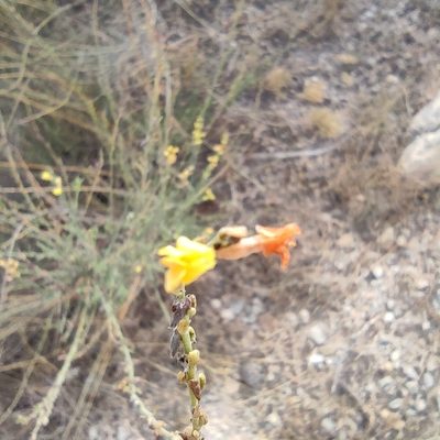 Anthyllis terniflora, photographed by Daniel Heras González