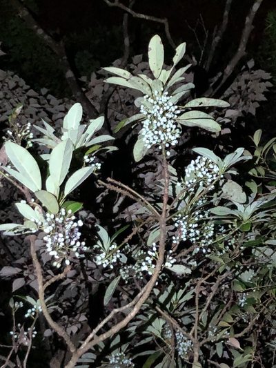Daphniphyllum calycinum, photographed by Smriti S.