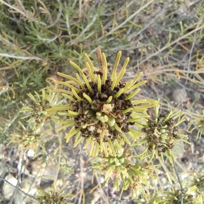 Teucrium carolipaui, photographed by Daniel Heras González