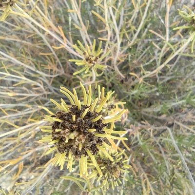 Teucrium carolipaui, photographed by Daniel Heras González