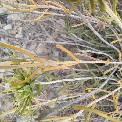 Teucrium carolipaui, photographed by Daniel Heras González